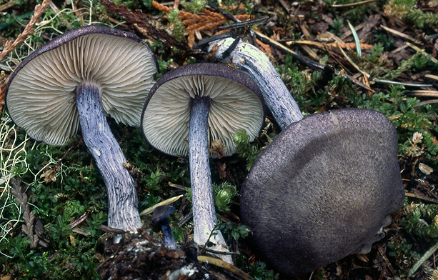Leptonia cyanea var occidentalis